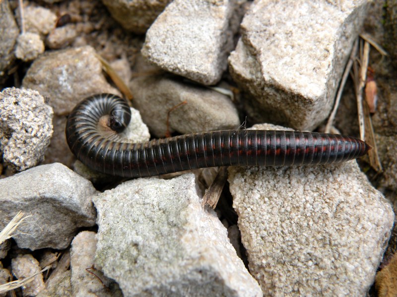 millepiedi? (Julidae)
